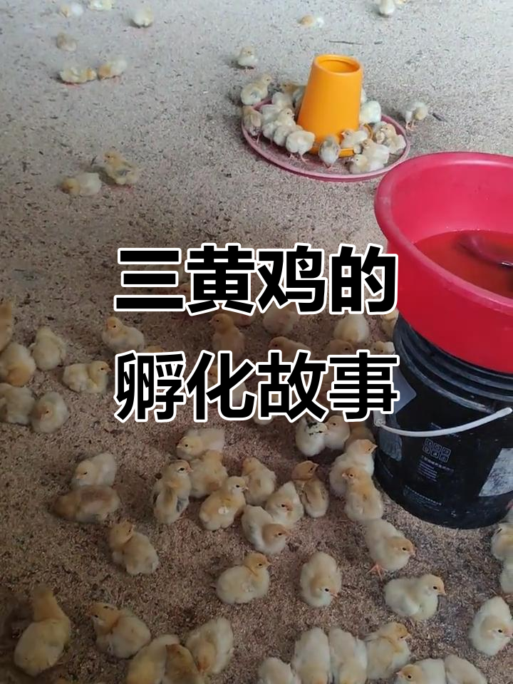 90后创业：从三黄鸡到孵化场，雨中的小鸡仔成长记