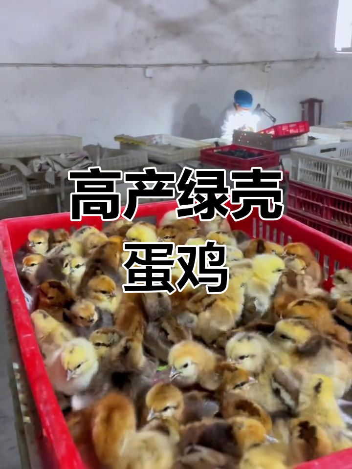 绿壳蛋鸡,产蛋多、抗病强,适应各种环境