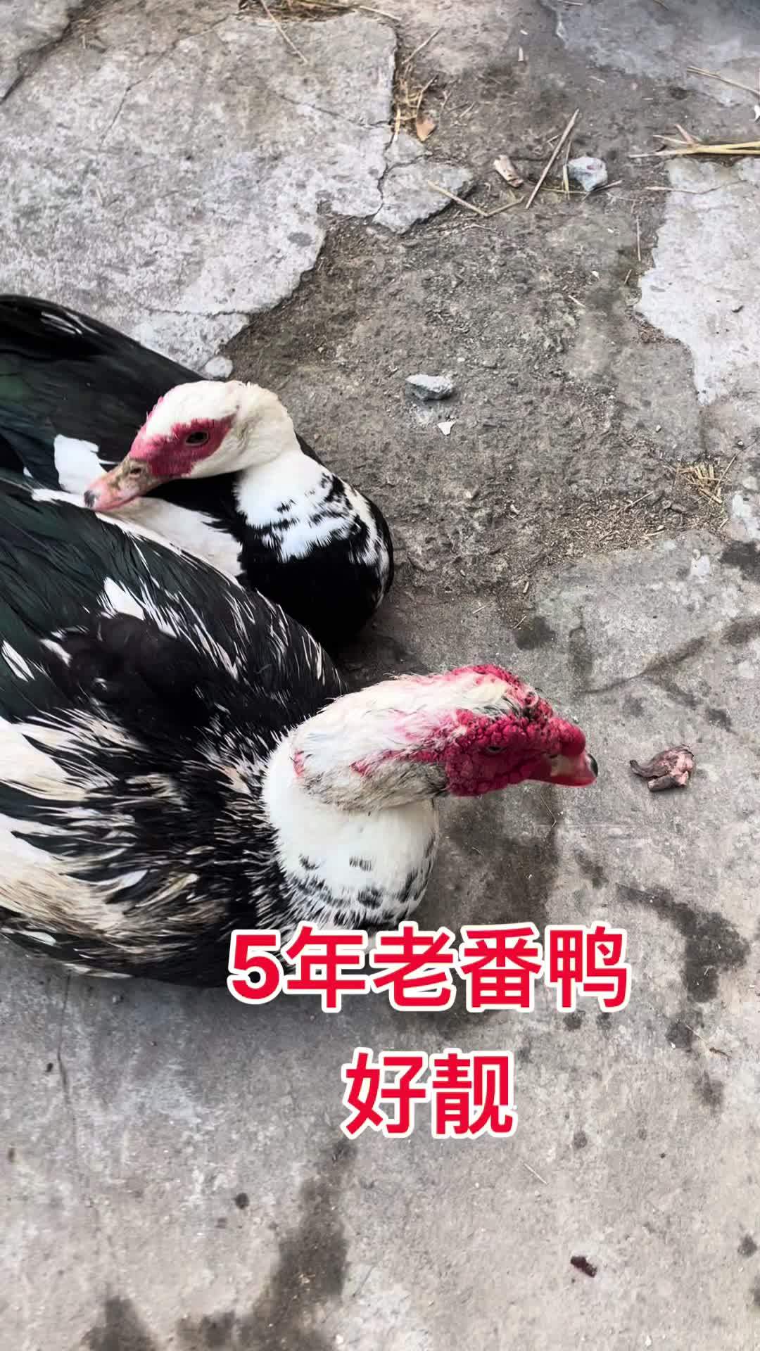 5年老番鸭漂亮啊 土鸡土鸭 生态散养 番鸭 藤子