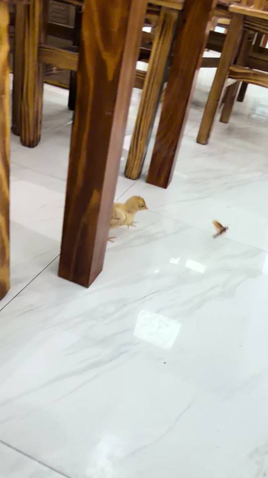 小鸡不好惹