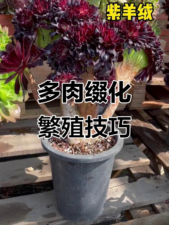 如何繁殖多肉缀化?从分支到扦插全攻略