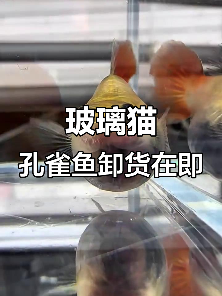 玻璃猫孔雀鱼即将分娩,肚子里满满的都是宝宝