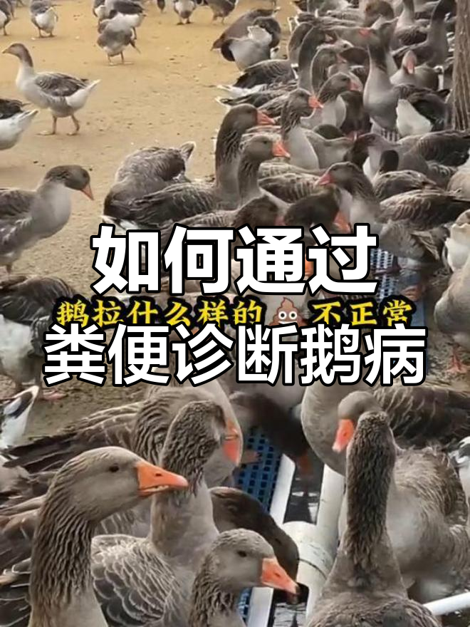 鹅粪便颜色变化揭示健康问题,如何判断疾病类型