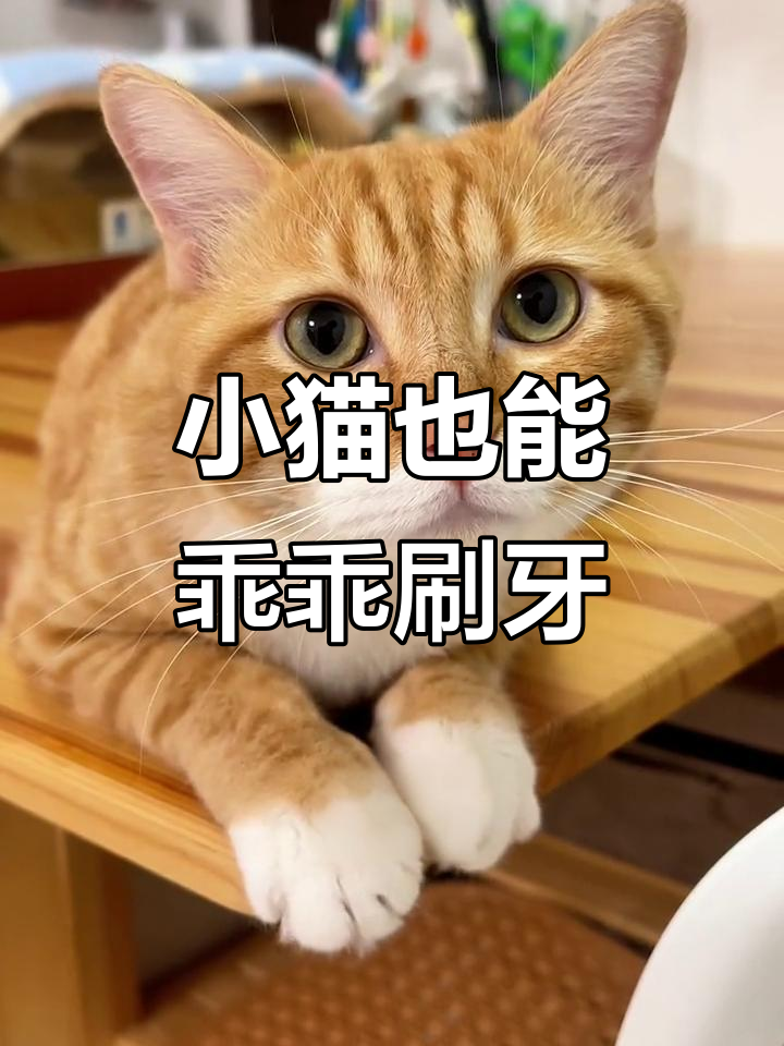 奶昔学会刷牙,聪明又可爱!