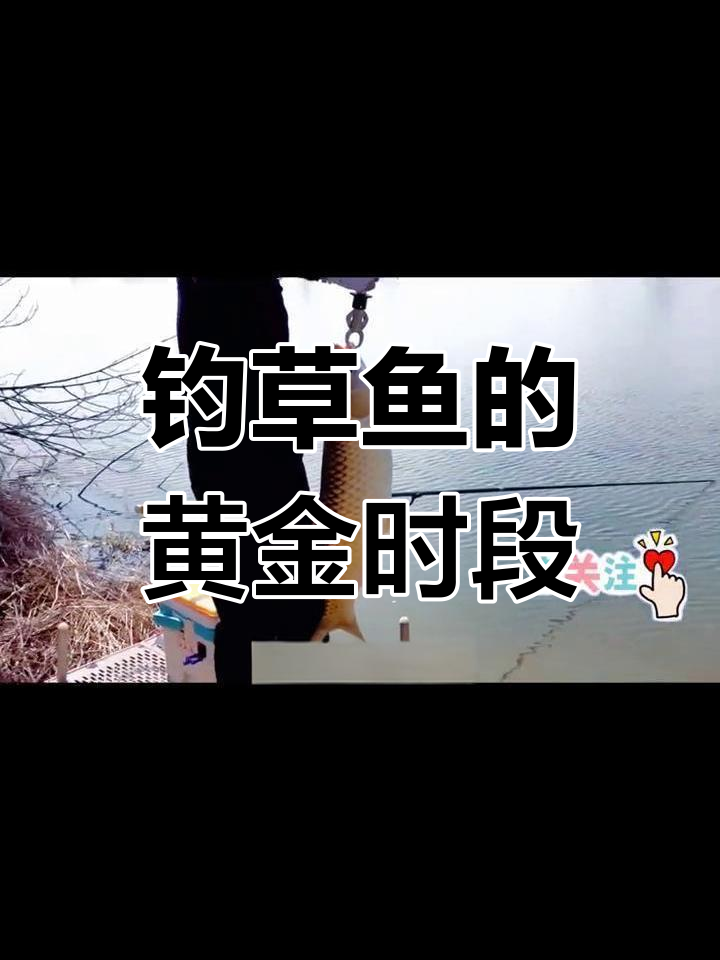 钓草鱼的最佳时机与技巧,掌握这些让你事半功倍