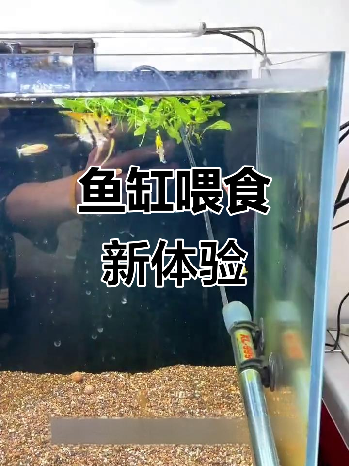 喂食器让鱼儿互动更有趣,减少浪费与水质污染