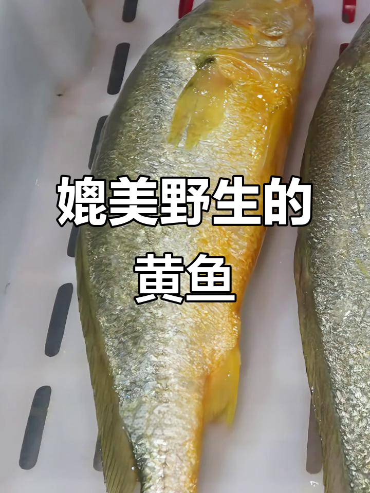 大陈岛大黄鱼,深海养殖口感堪比野生