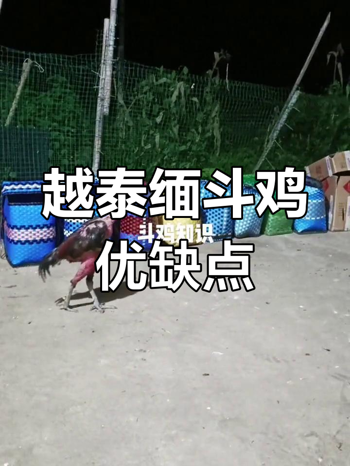 越南斗鸡与泰国、缅甸的对比分析:哪种最厉害?