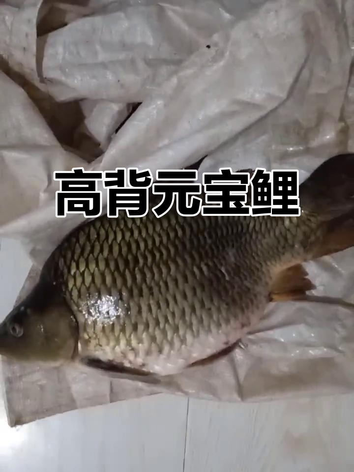 正宗高背元宝鲤，三四斤重超值美味
