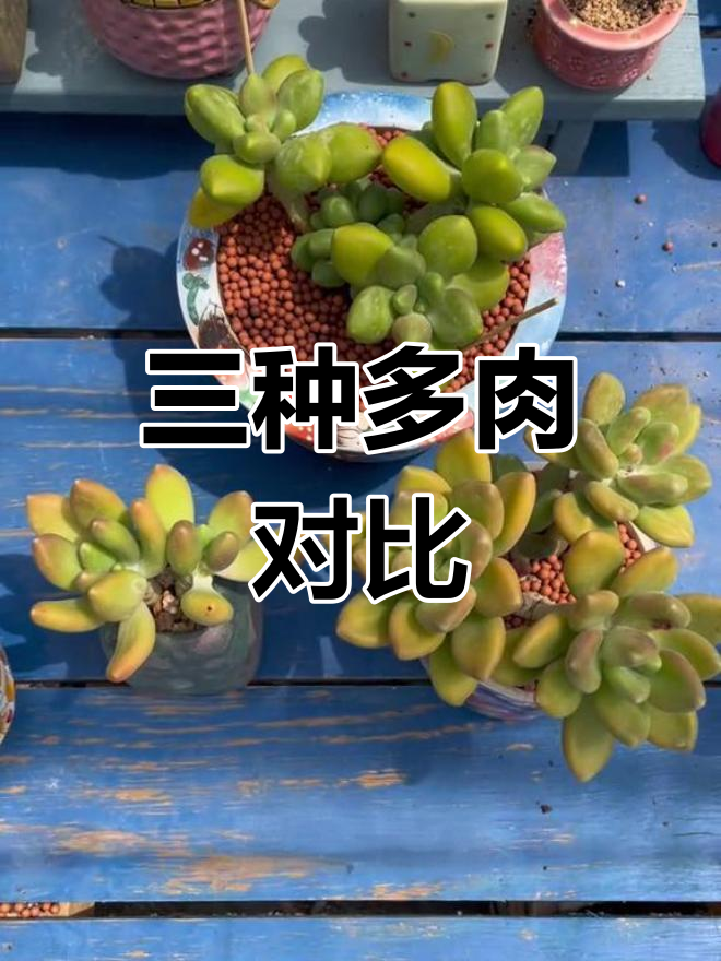 金蝉、芒果奶与KK美人的区别解析