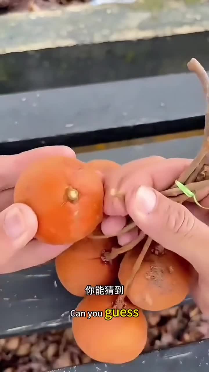 这玩意是橘子还是板栗啊?