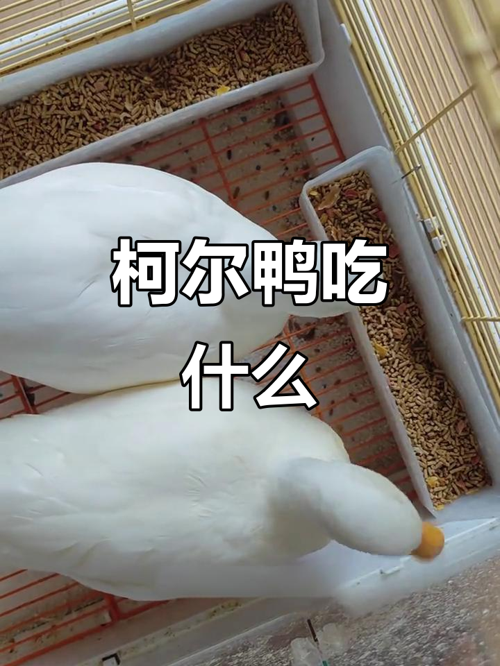 柯尔鸭的主食是什么?它们喜欢这些食物!
