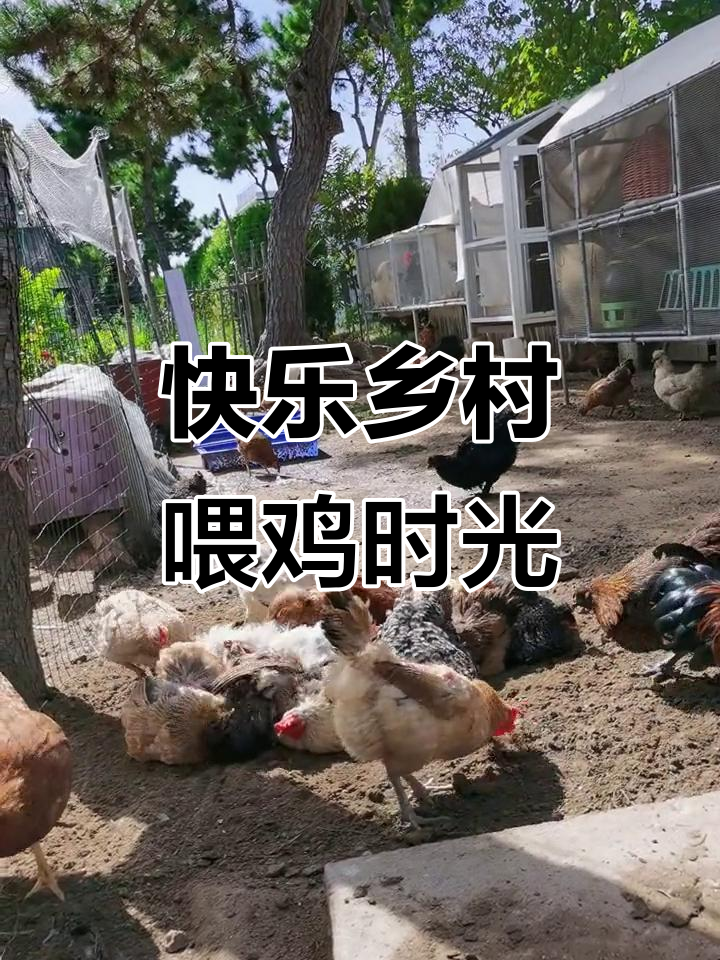 乡村午后喂鸡,小公鸡七彩美丽,母鸡品种优良