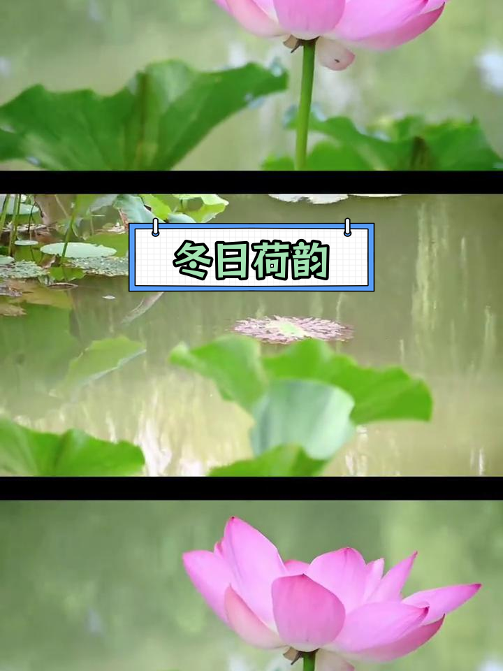 冬季荷花视频回顾