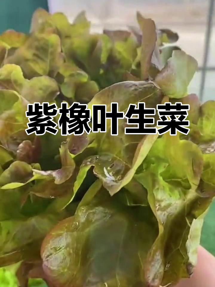 紫色橡叶生菜:美味又美观,西餐必备!