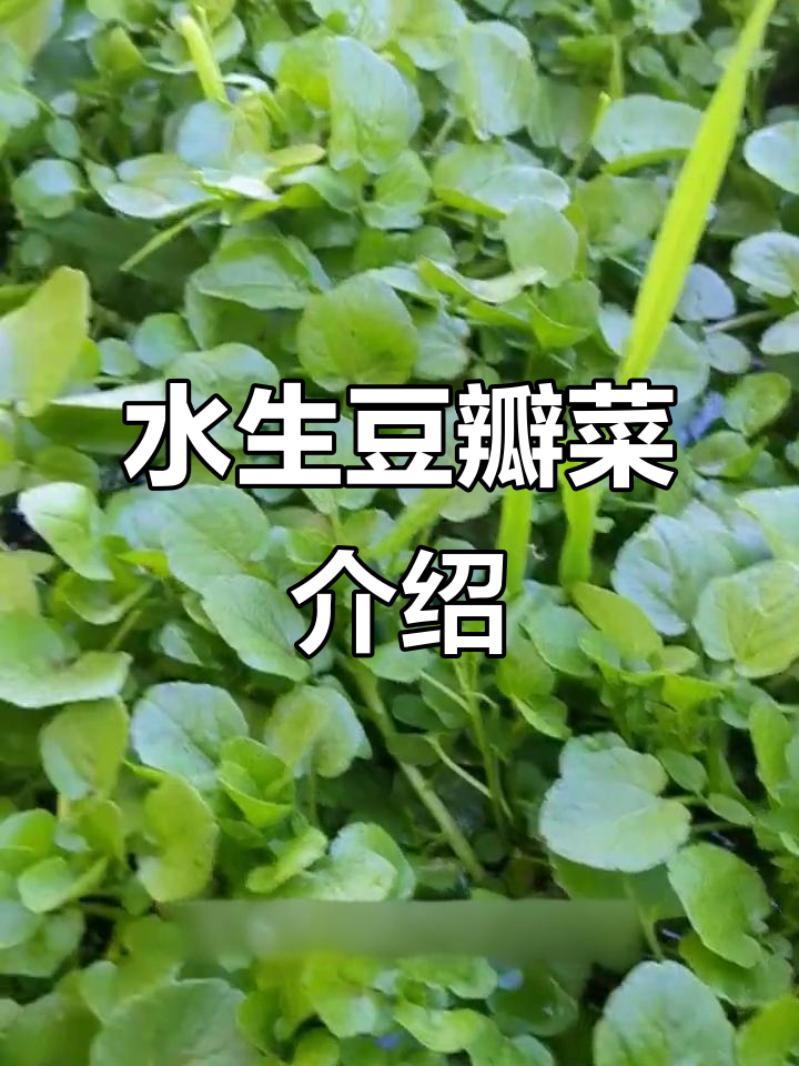 豆瓣菜:水生草本植物,嫩叶可凉拌炒食