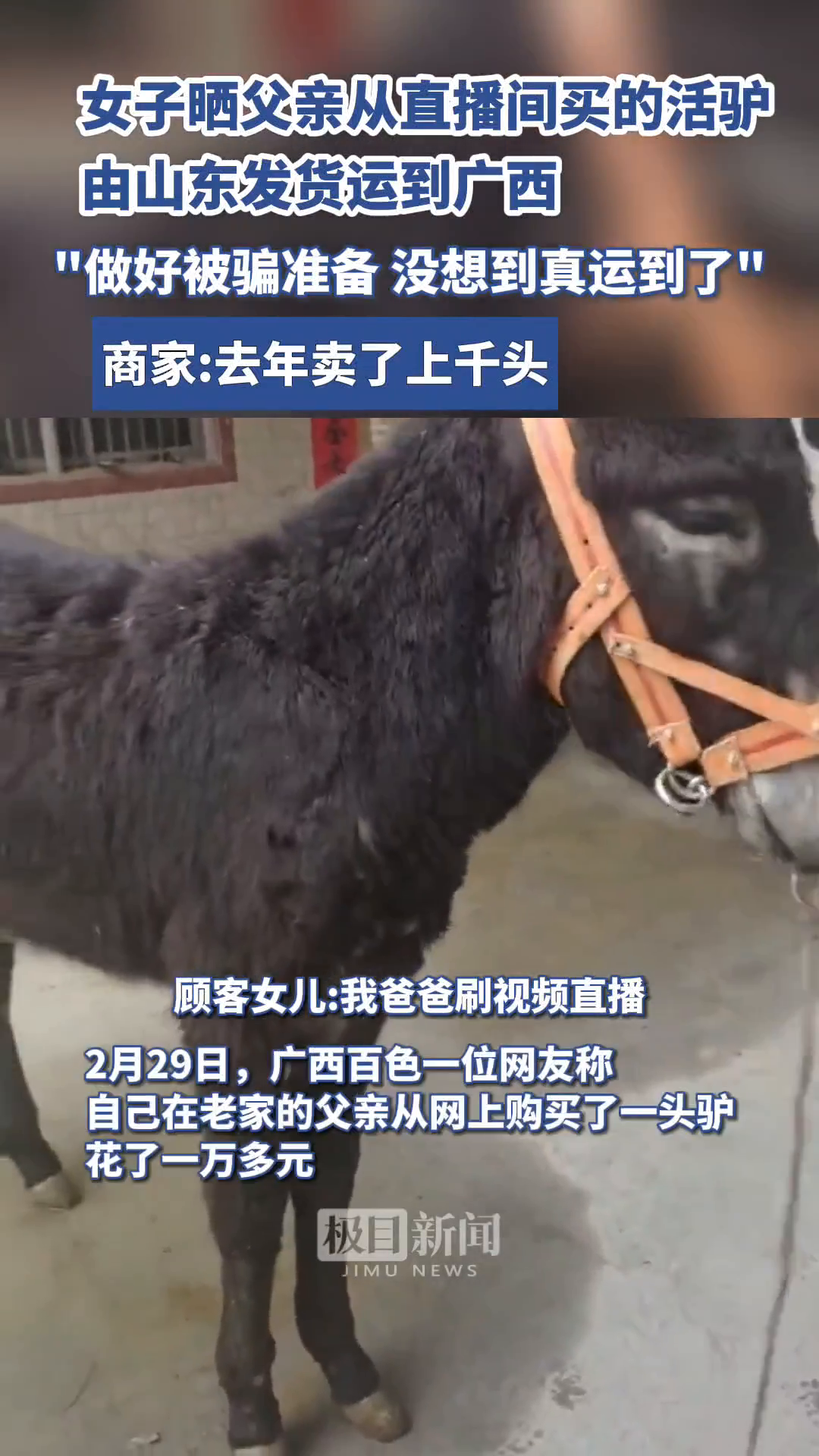 「视频」直播间买头活驴,从山东运到广西?商家:去年卖了上千头