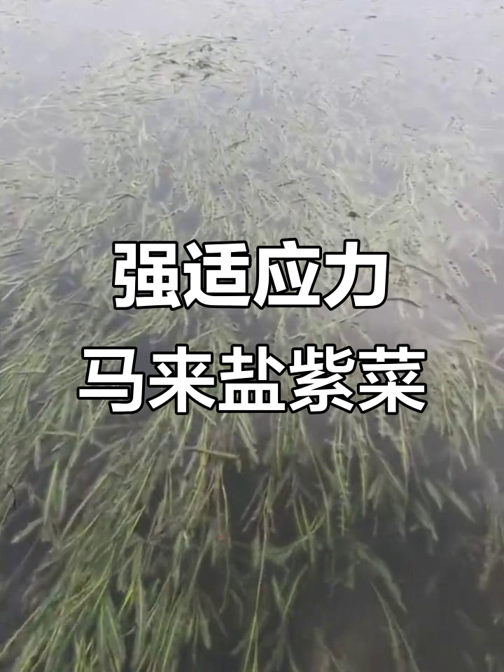 马来盐紫菜:耐性强,水质净化效果好