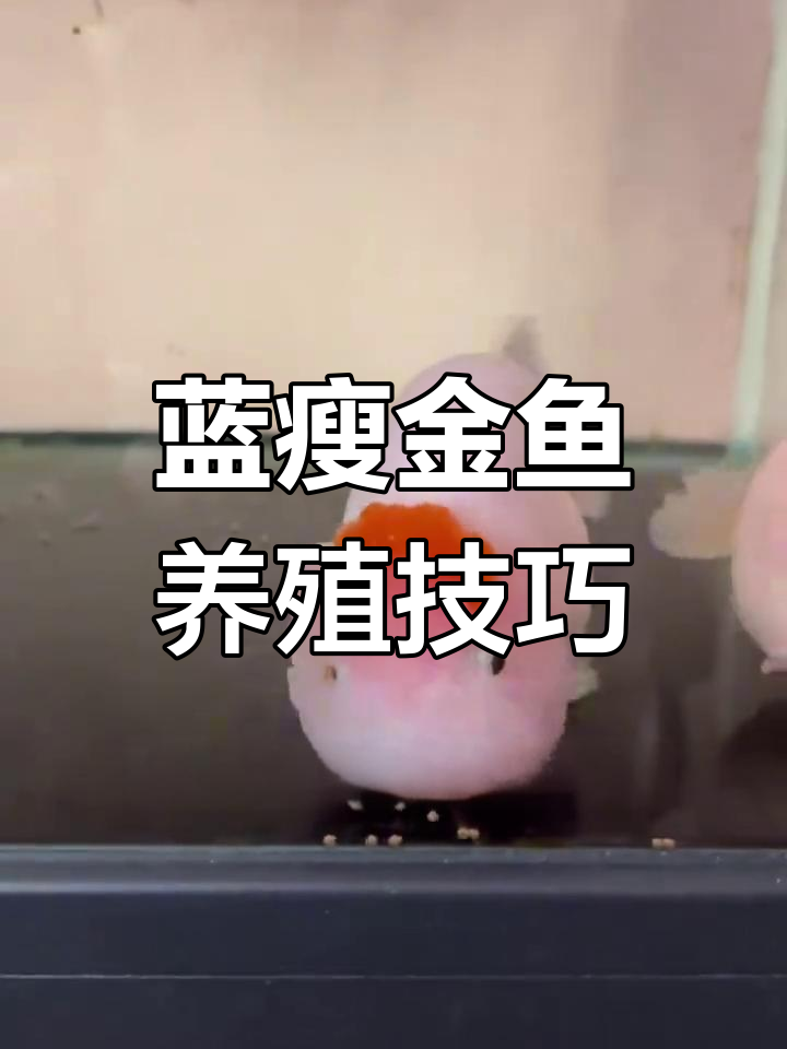 兰寿金鱼的正确饲养方法