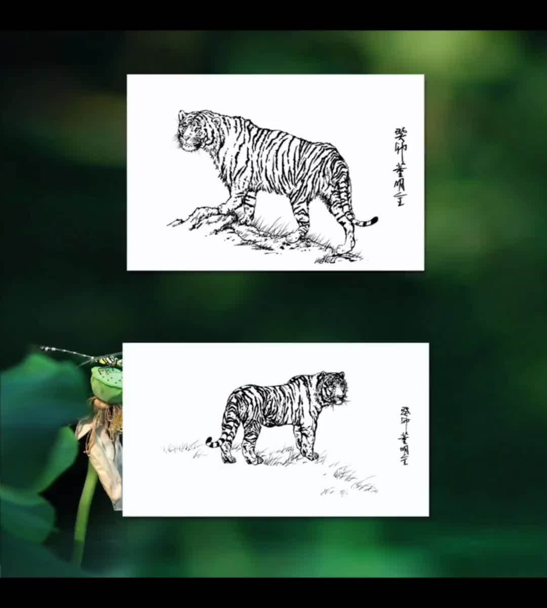 《孤独王者》～两张老虎白描 白描 老虎 命运的思量