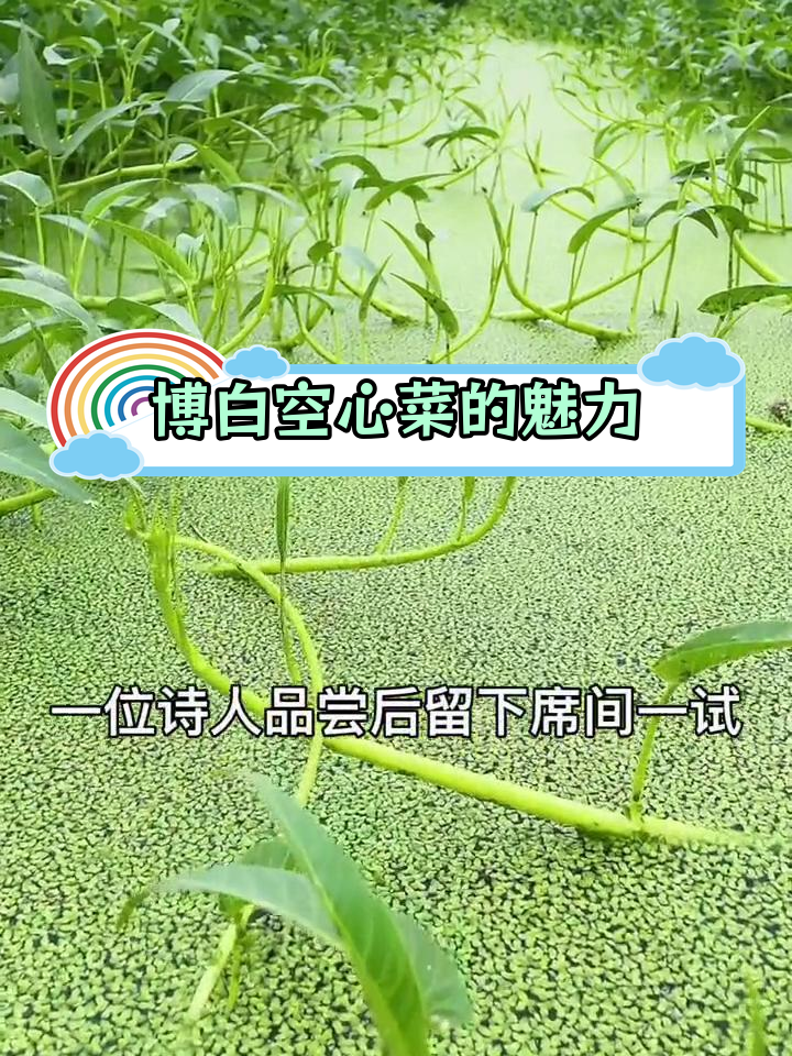 博白空心菜:绿色脆嫩,口感独特
