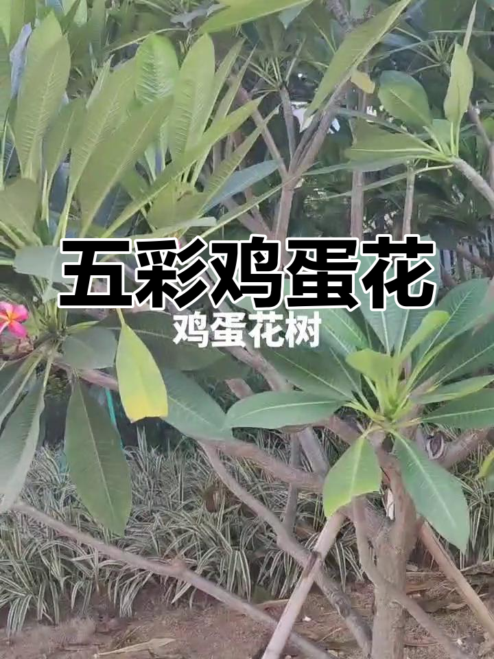 鸡蛋花树:南方特有的美丽植物