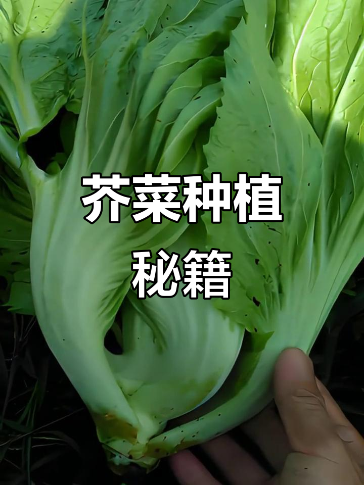 芥菜种植全攻略：温度、光照与水分，轻松掌握生长秘诀！