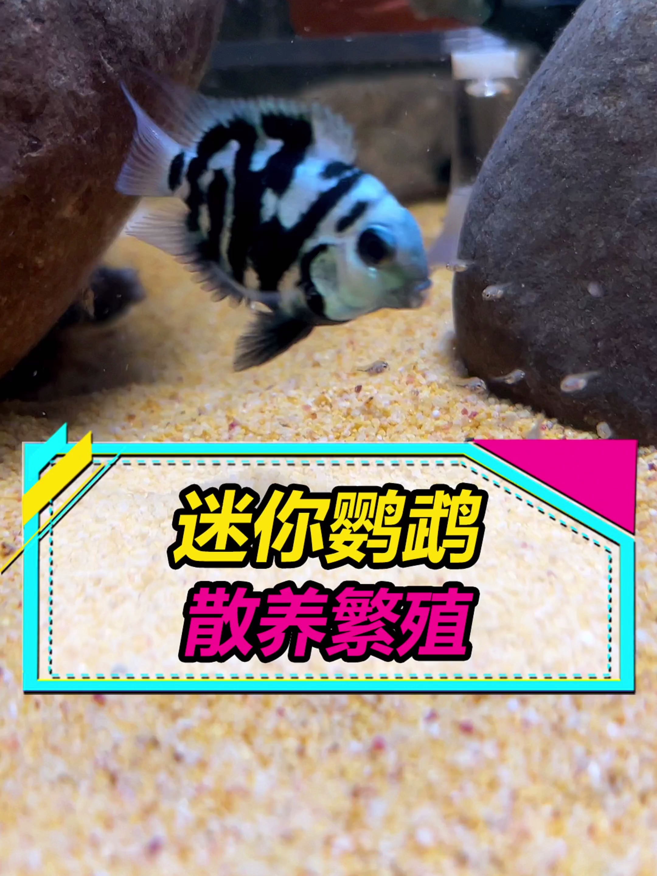 迷你鹦鹉鱼太好养了,散养状态下也能繁殖~