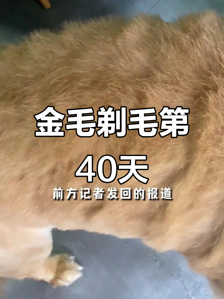 剃毛后40天,狗狗恢复迅速但小鸡鸡红肿了