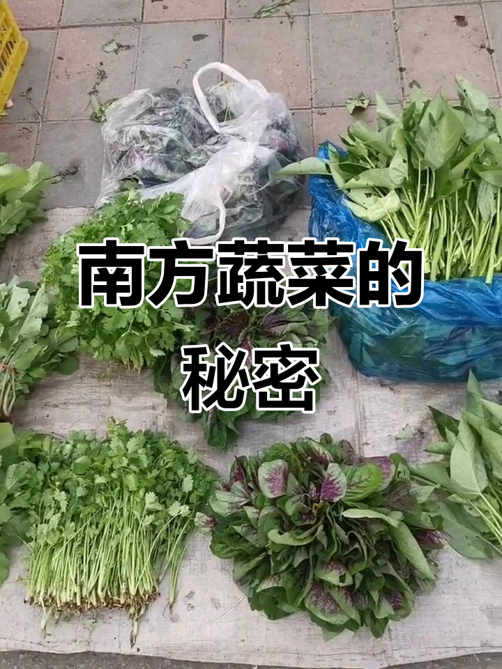 南方空心菜与苋菜的独特美味,生长环境揭秘
