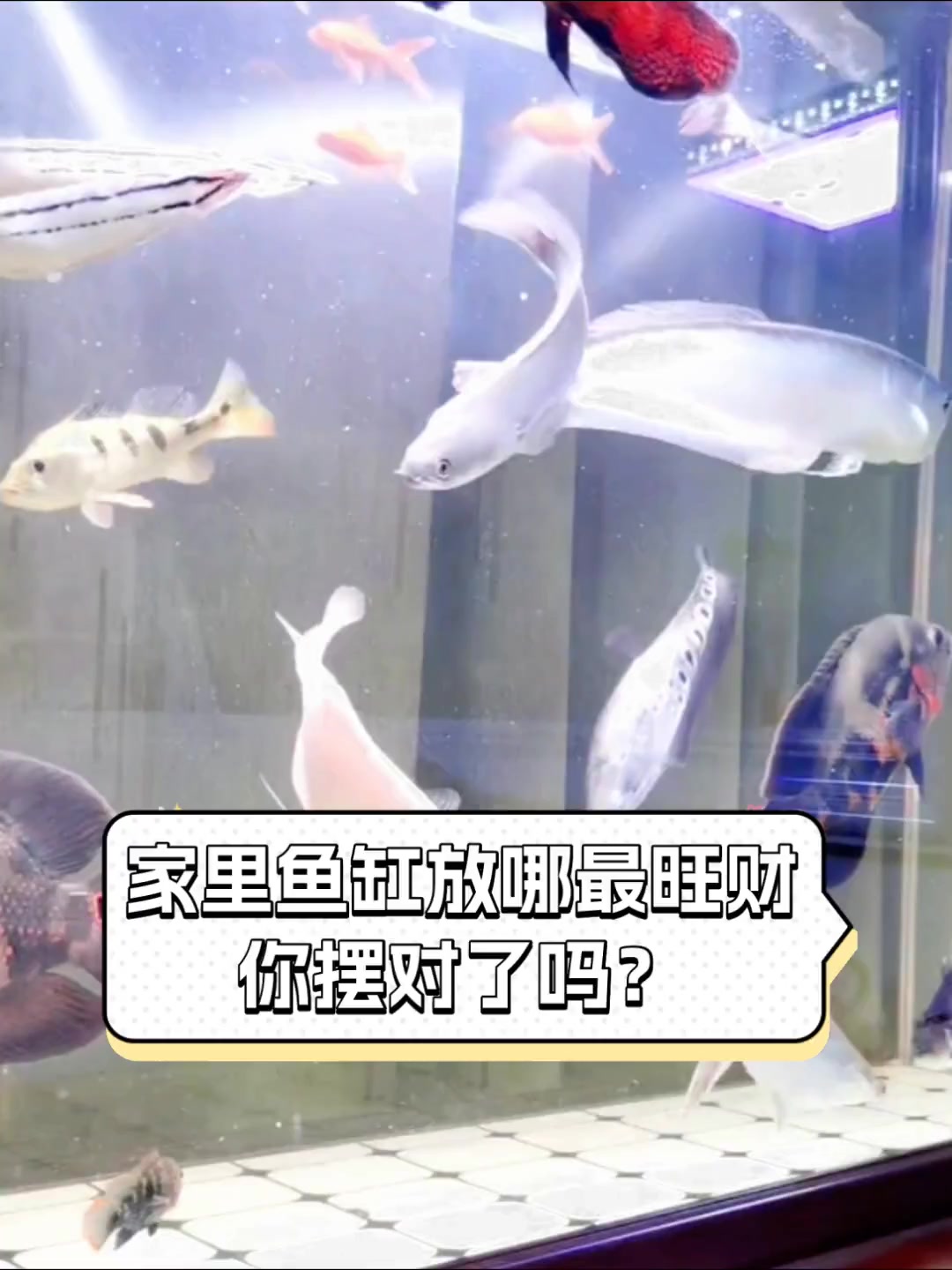 家里鱼缸放哪最旺财,你摆对了吗?