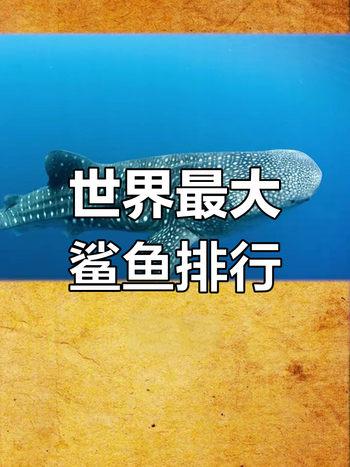 世界上最大的鲨鱼排名,大白鲨仅排第三