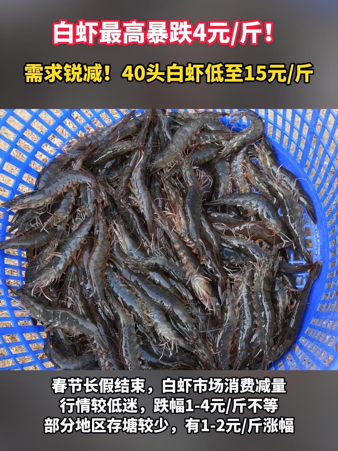 需求锐减!节后白虾价格迎来暴跌!南美白对虾 三农 水产养殖