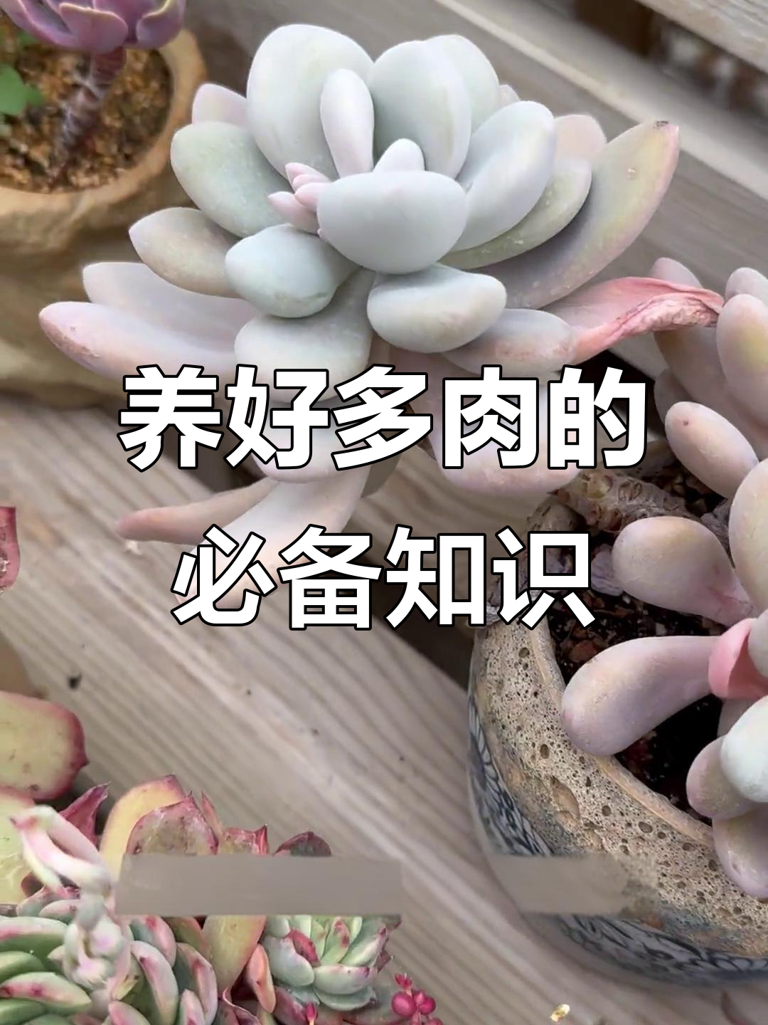多肉植物养护术语大揭秘:徒长、出状态、控养全解析