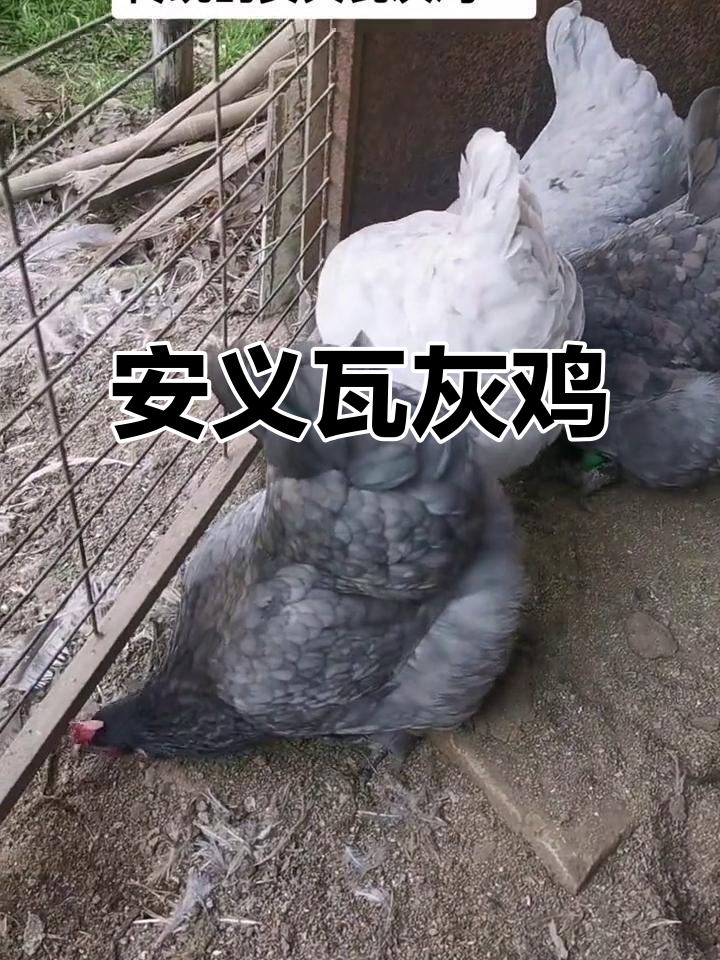 安义瓦灰鸡:濒临消失的原始地方品种