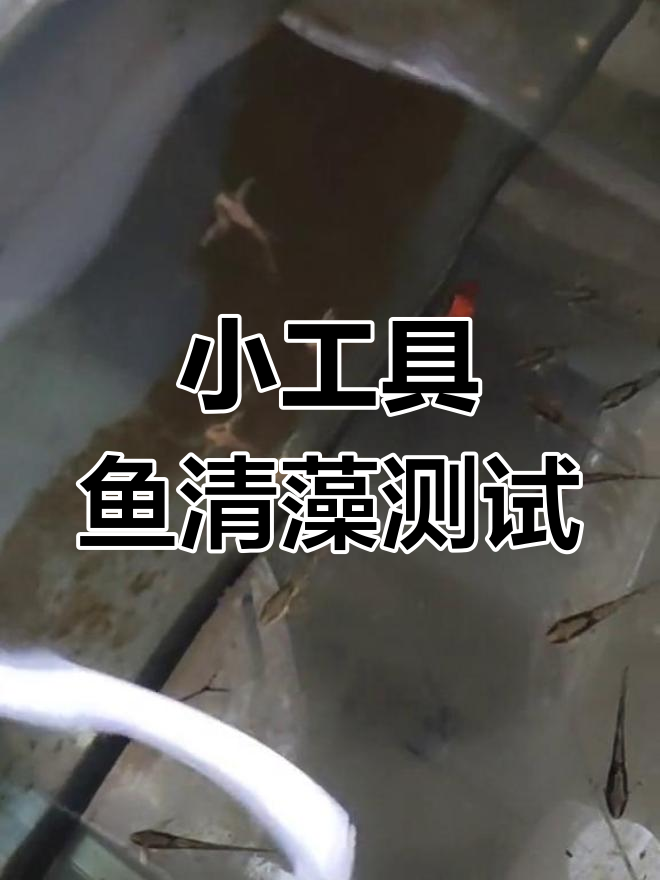 皇冠直升机鱼清理褐藻,效果惊人