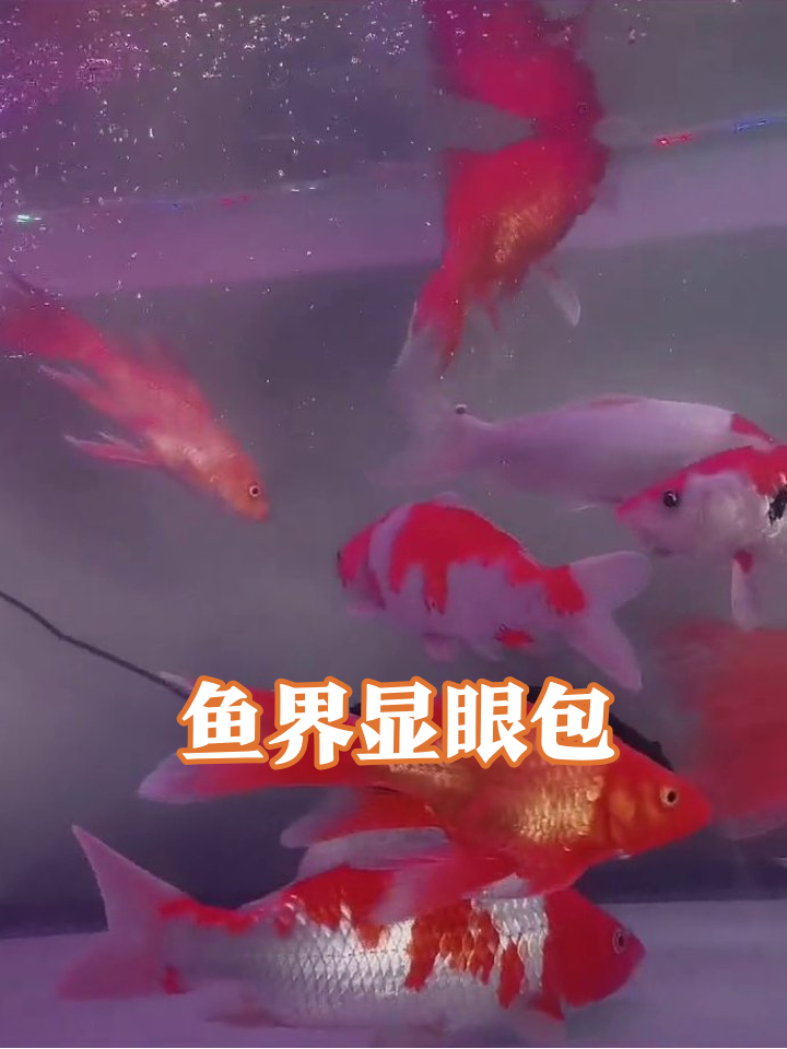 鱼缸选美大赛!银鳞鱼乱入C位争夺战