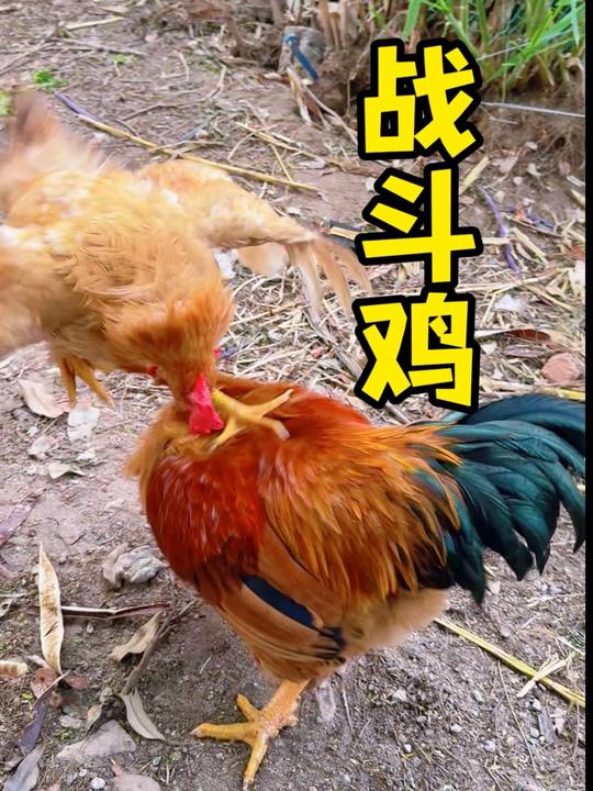 公鸡打架诠释坚持就是胜利，结局竟有反转
