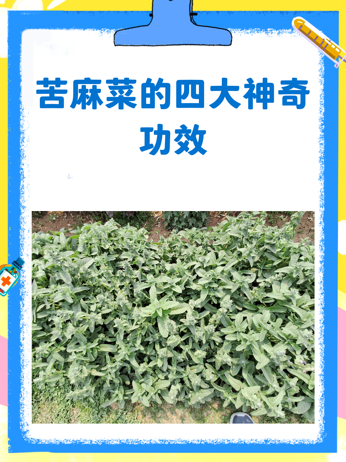 苦麻菜，你意想不到的养生小能手！