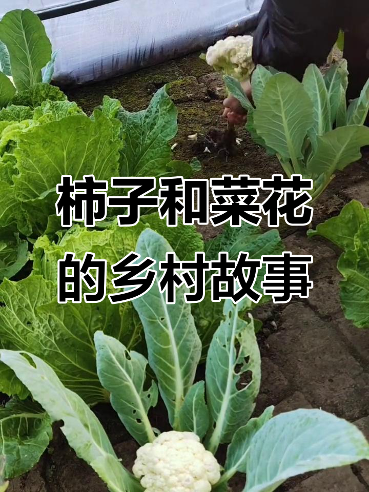 柿子冻蔫了,菜花长得像花儿一样美