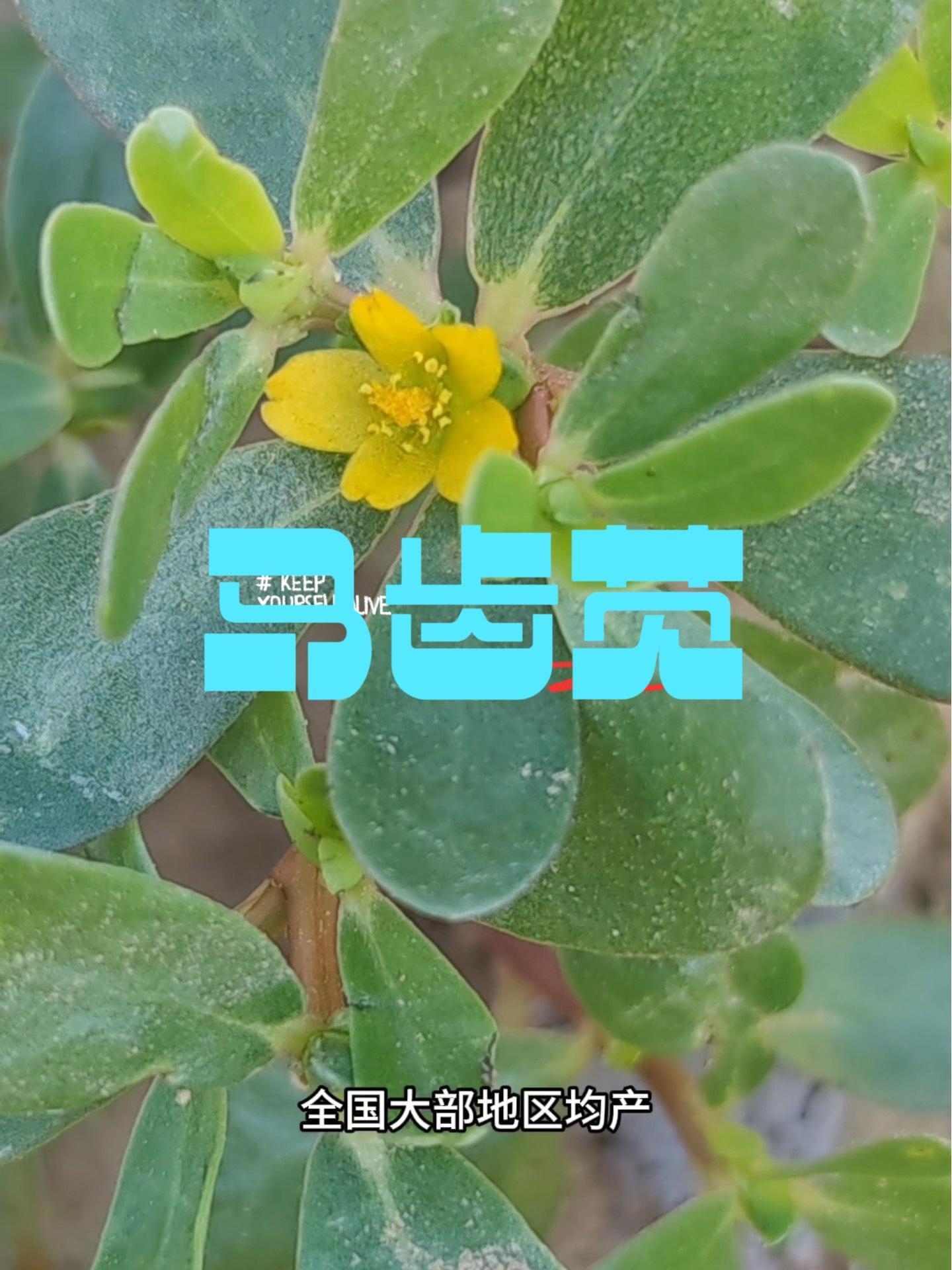 很多人喜欢吃的野菜,关于它的传说也多,后羿射日等,有人叫它五行菜,五色彩,长寿菜你哪里叫什