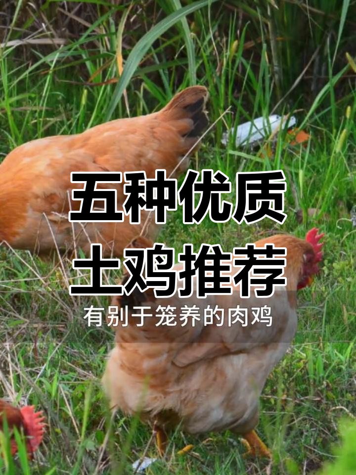 常见优良土鸡品种大揭秘,山地放养最适合的五种