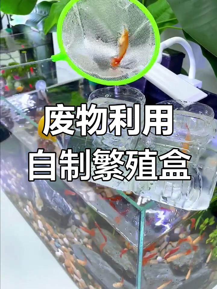 用废饮料瓶做孔雀鱼繁殖隔离盒,简单又实用