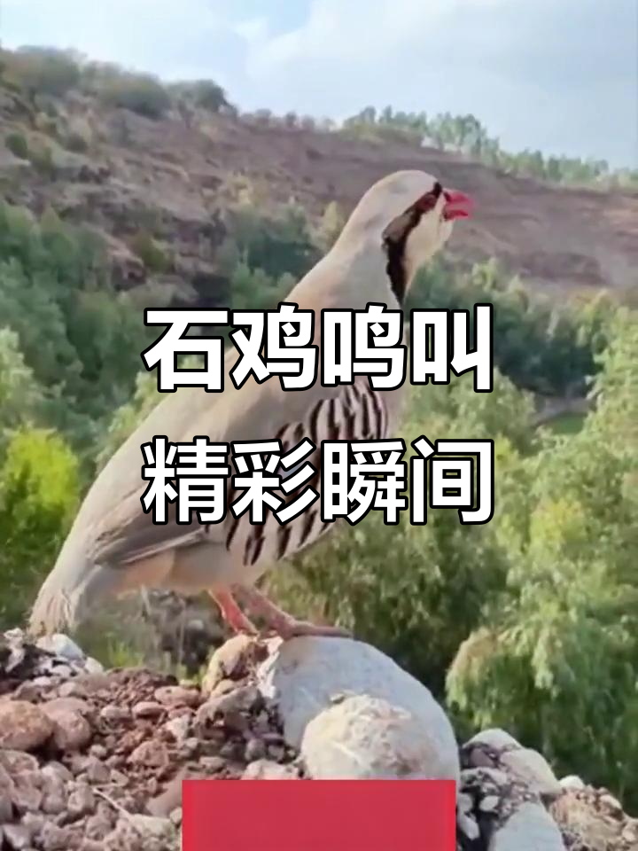 石鸡叫声大合集,带你感受自然和谐之美