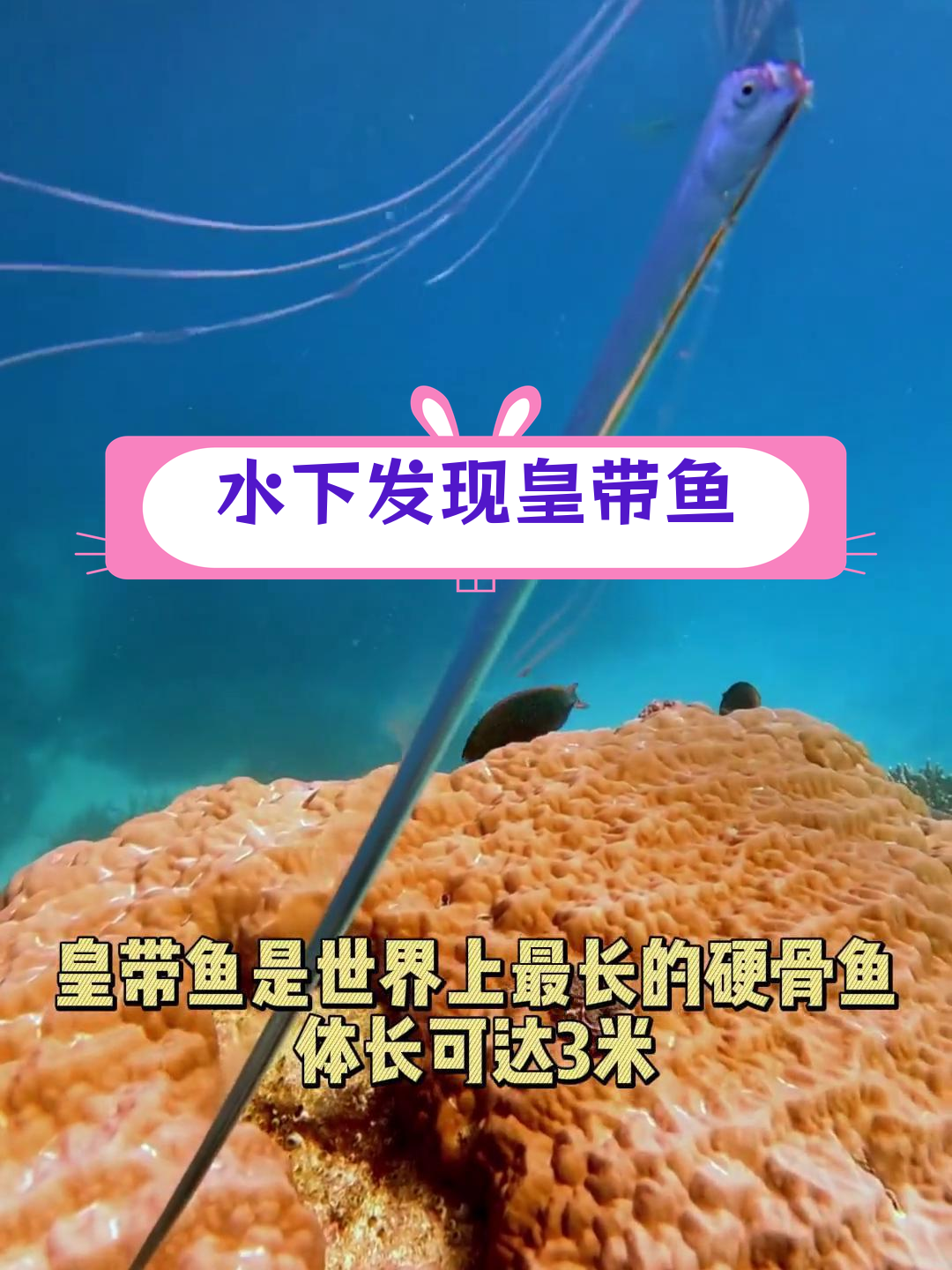 潜水员海底奇遇,罕见皇带鱼现身