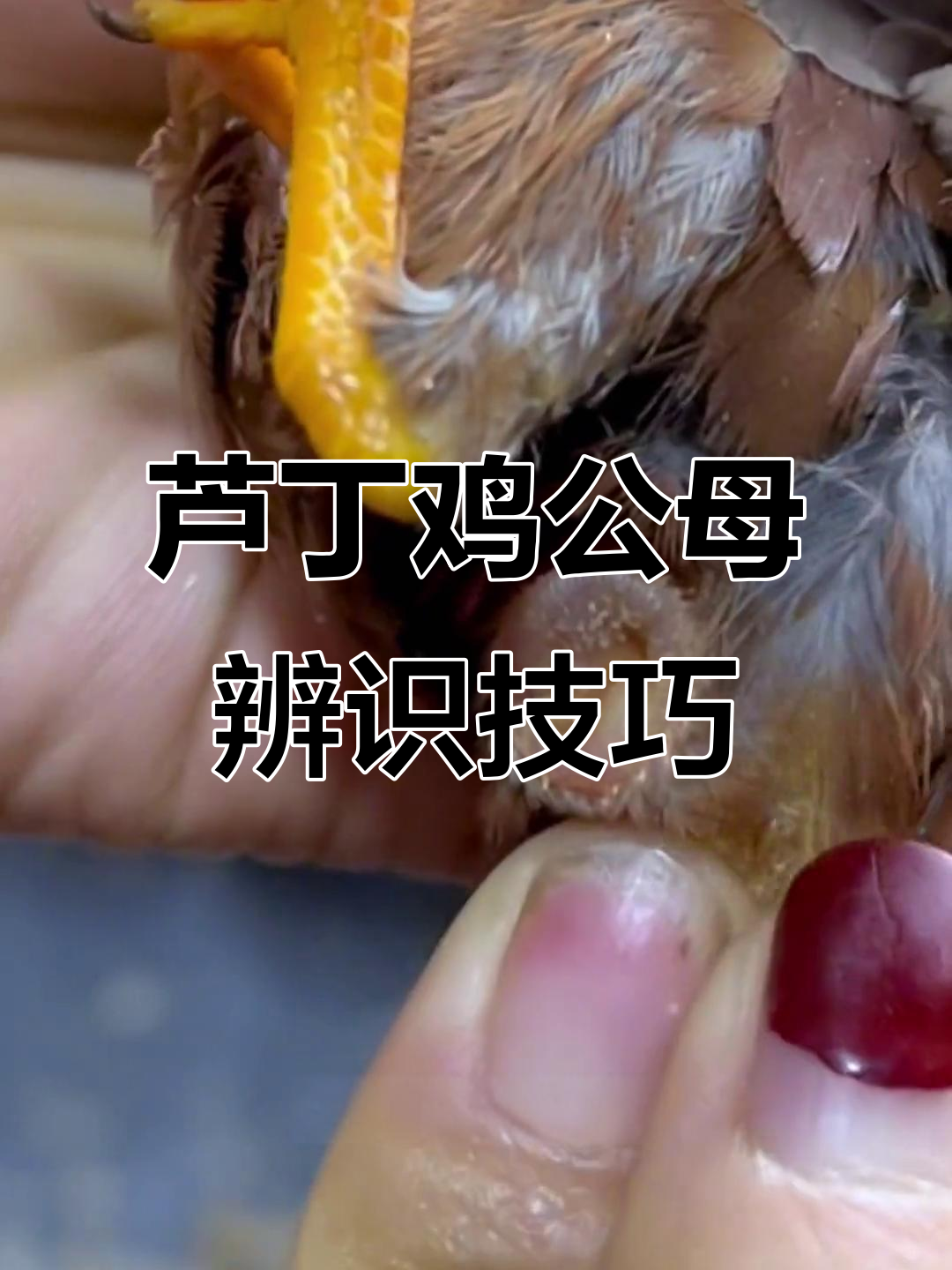 如何分辨芦丁鸡公母?看这些特征轻松辨别
