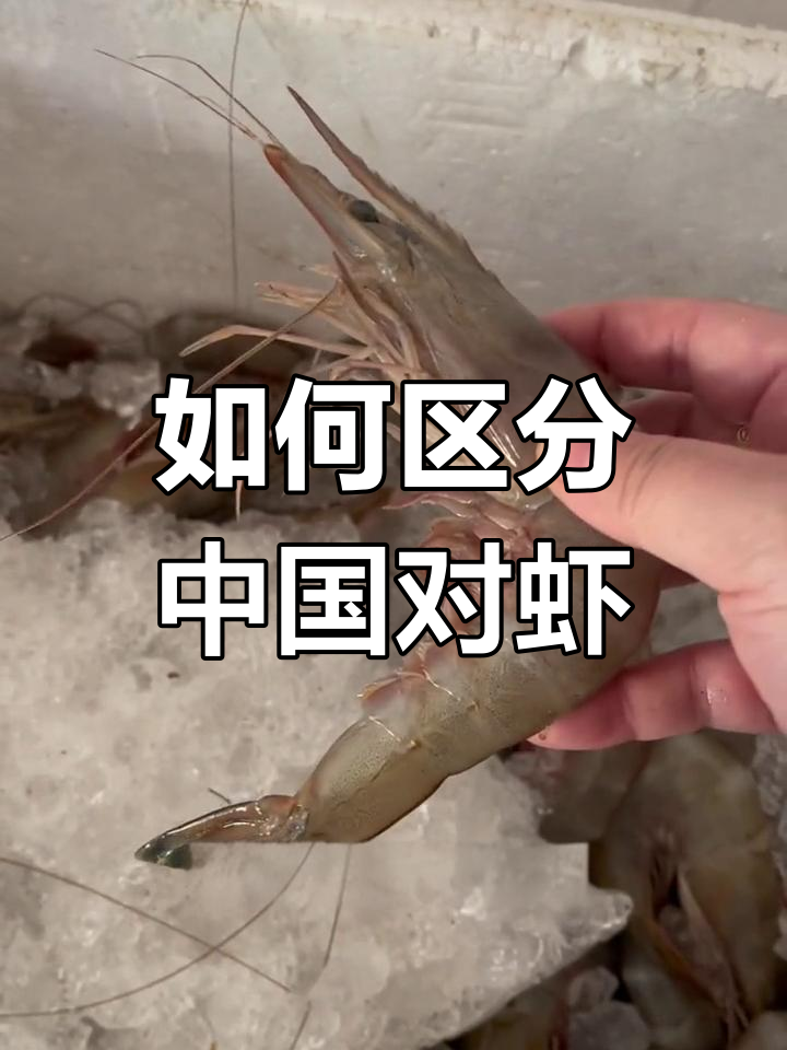 中国对虾与南美白虾的区别解析