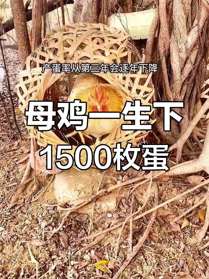 一只母鸡能产多少蛋?