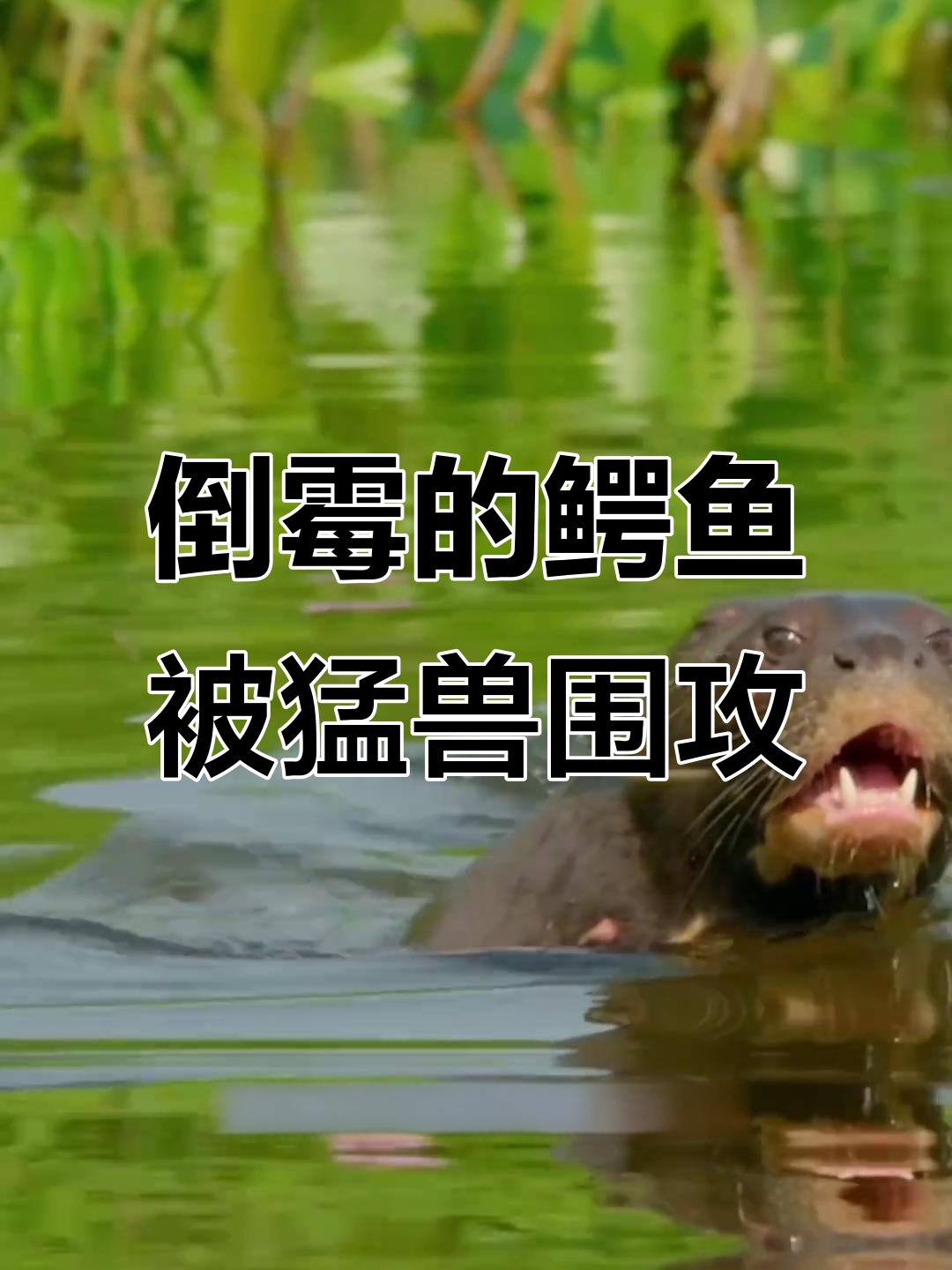 美洲豹捕猎鳄鱼失败,巨獭群强势反击