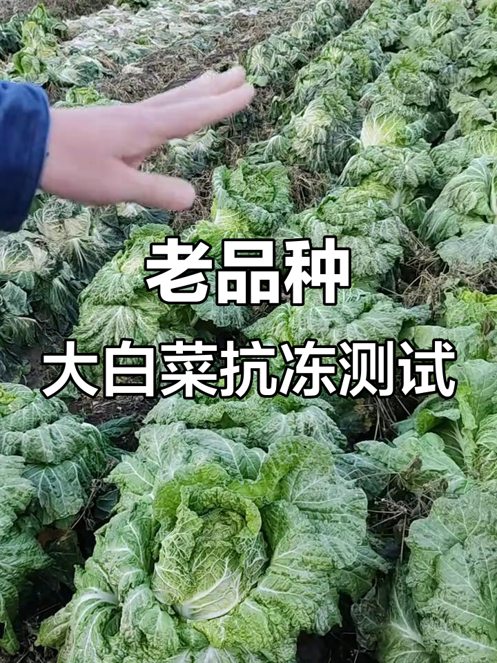 北方零下五度，老品种白菜抗冻能力惊人